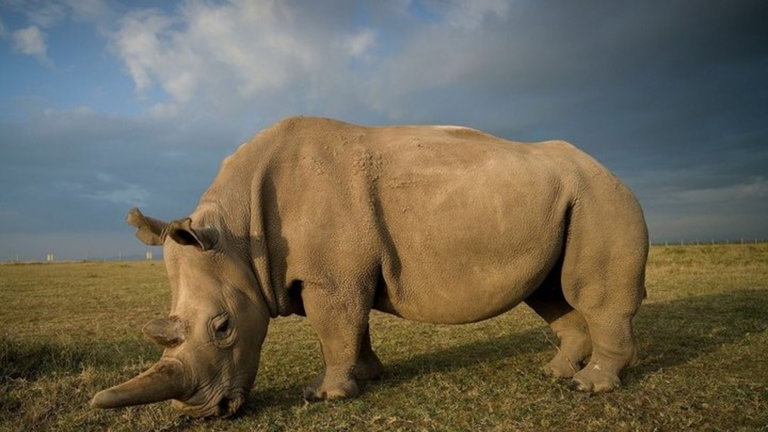 Cómo evitar la caza de especies protegidas mediante el uso de la tecnología