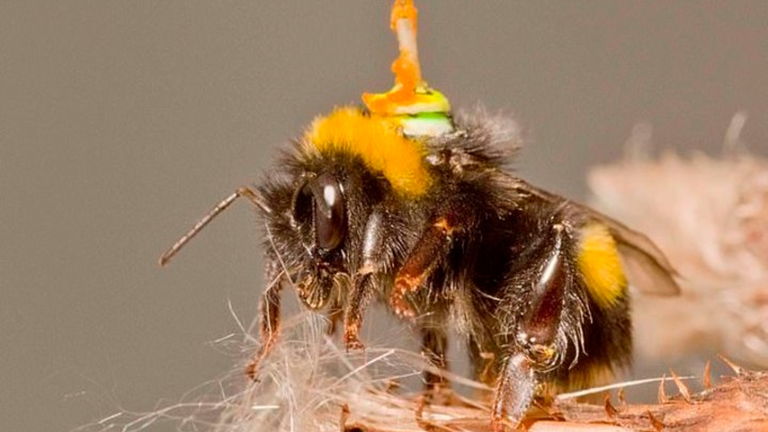 Qué relación hay entre la instalación de antenas a abejas, coches autónomos y drones