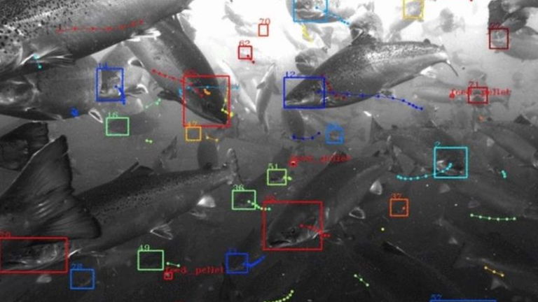 Google contribuirá a la conservación del medio marino con la inteligencia artificial Tidal