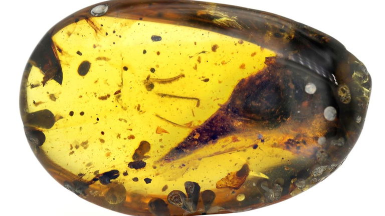 Este dinosaurio se ha conservado 99 millones de años, y es más pequeño que un colibrí