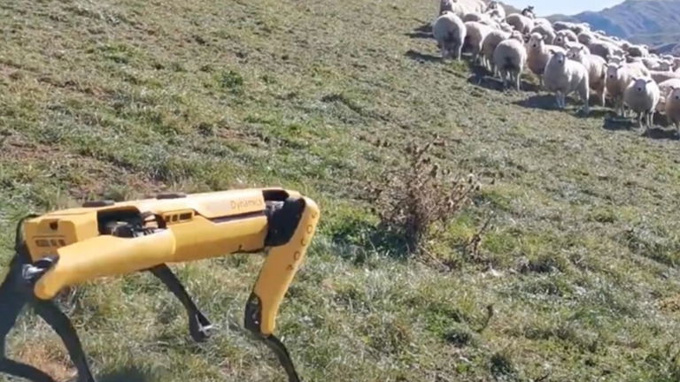 Robots para sustituir a los perros de pastoreo, así es la nueva realidad en el mundo