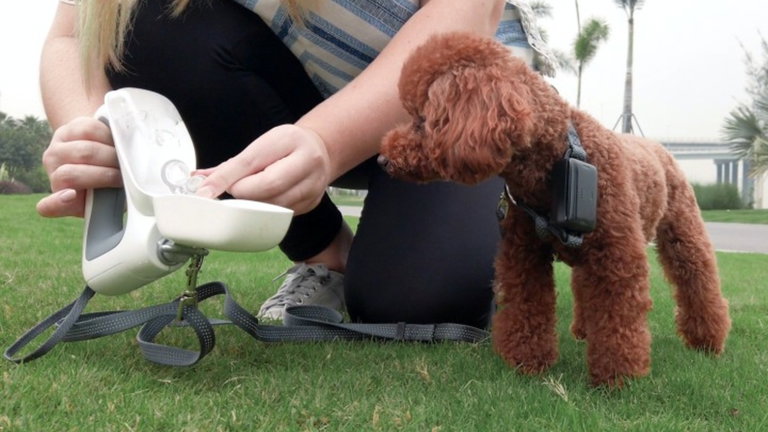 Gogoleash es la correa 'todo en uno' para pasear con tu perro