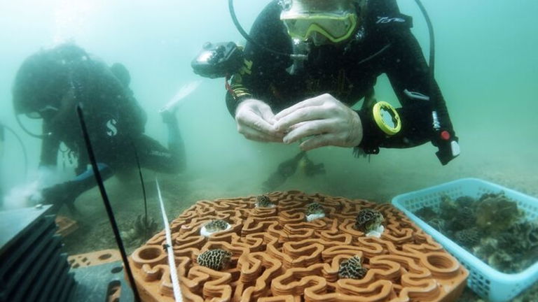 Cómo la tecnología de impresión 3D puede repoblar los arrecifes de coral