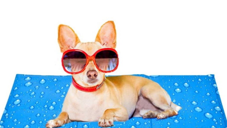 Las mejores alfombras refrescantes para perros o gatos