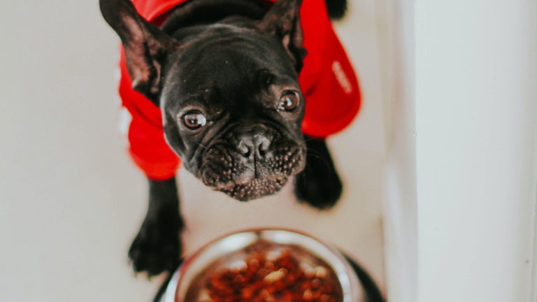 Comederos de perro recomendados para animales voraces