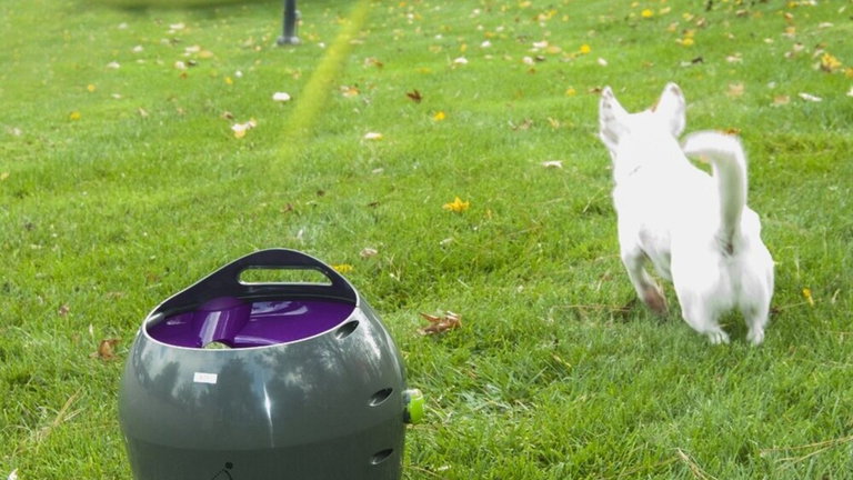 Lanzador de pelotas para perros automático, cómo escoger el mejor producto