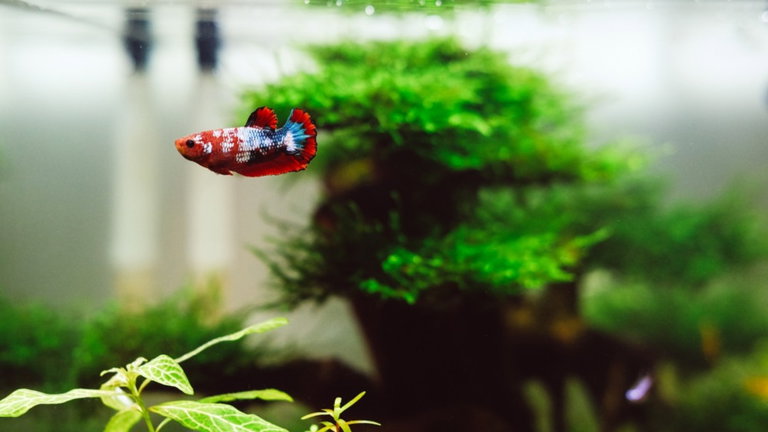 Los mejores acuarios para tus peces