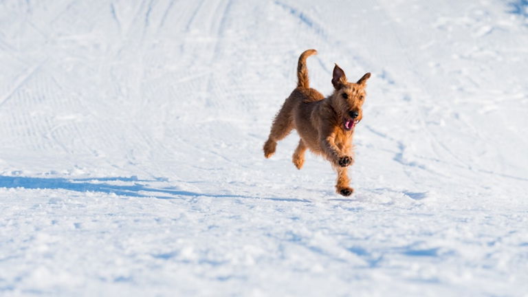 Los mejores GPS para mascotas: nunca las perderás de vista