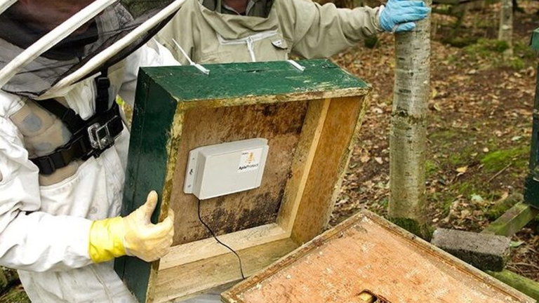 ApisProtect, la tecnología clave para salvar la vida de millones de abejas