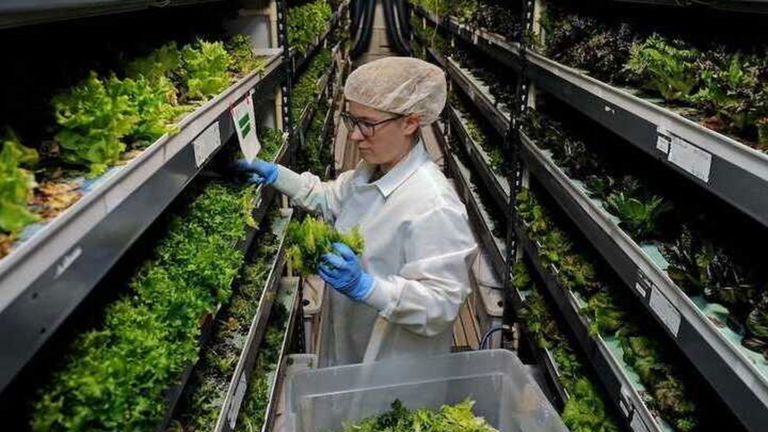 Granjas verticales, la nueva moda en la agricultura para abastecer a más población