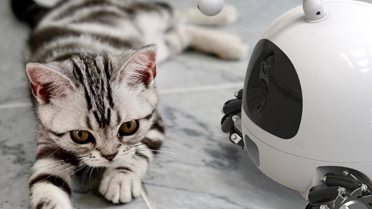 Rocki, el robot que te permite dar golosinas a tu mascota cuando no estás en casa
