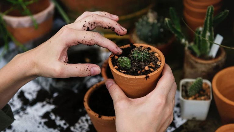 Cuida tus plantas y hazlas florecer con estas 5 aplicaciones para Android