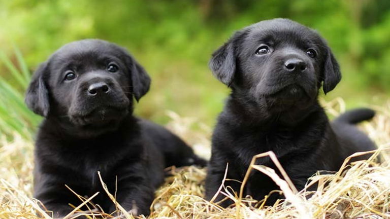 ¿Quieres un clon de tu mascota? Te costará un dineral, pero cada vez es más fácil hacerlo