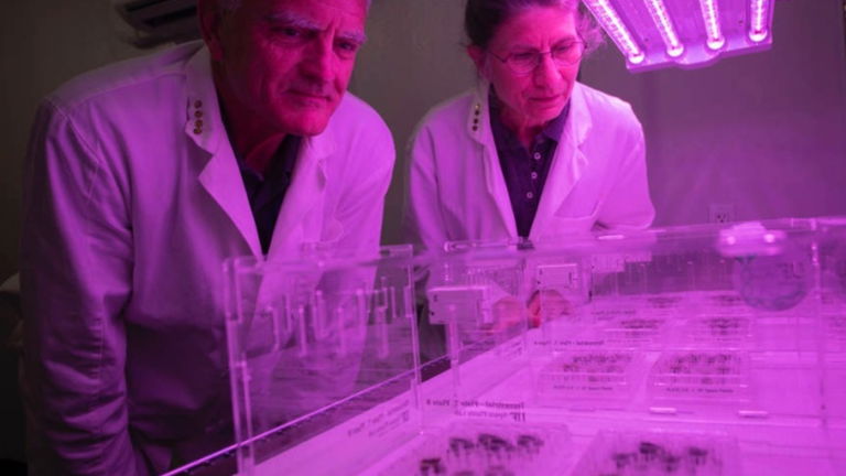 Así son las primeras plantas que hemos conseguido cultivar en suelo lunar