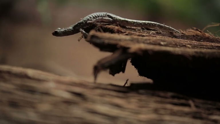 Estas salamandras sobreviven a caídas de más de 40 metros con estilo: pueden planear en caída libre