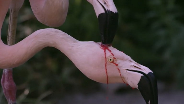Este vídeo de flamencos puede horrorizarte a simple vista, pero tiene una explicación muy tierna