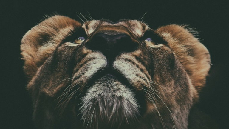 ¿Te gustaría probar la carne de león o tigre? Ya es posible, y no es necesario que sufra ningún animal