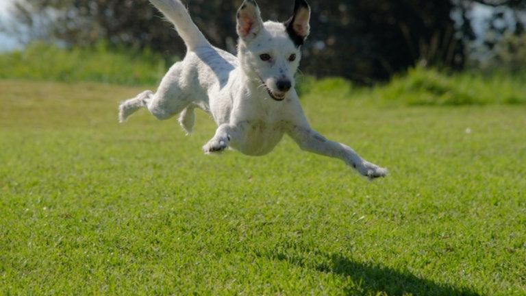 Un estudio trabaja en una droga antiedad para mascotas y podría extender la vida de muchas razas de perros