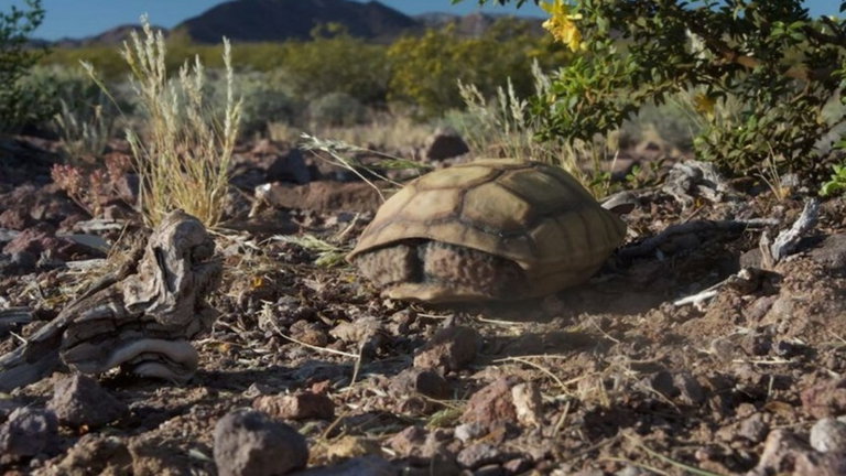 Estas tortugas fake hechas con impresoras 3D ayudan a las tortugas reales contra su mayor depredador