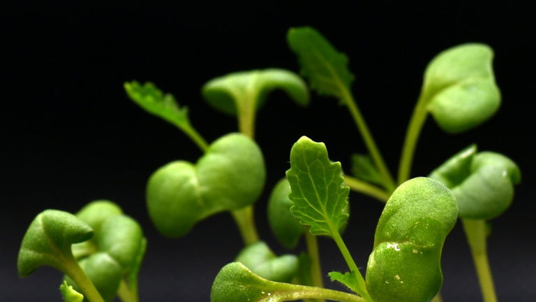 Apaga la luz: el cultivo de plantas en completa oscuridad es el avance que muchos estaban esperando