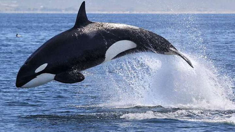 Una pareja orcas lleva años aterrorizando a los tiburones blancos de la costa de Sudáfrica