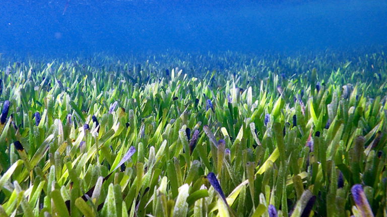 Así es la planta más antigua de la Tierra: tiene 4500 años de vida y mide más de 170km