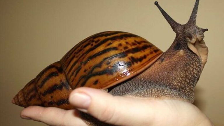 Estos caracoles gigantes son una auténtica pesadilla en EEUU: escupen parásitos que afectan al cerebro humano