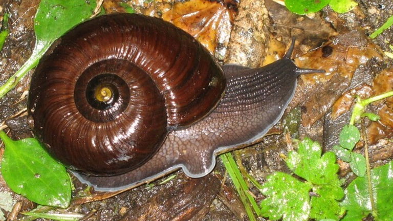 Este caracol gigante es el depredador perfecto: su boca es una trituradora con más de 6.000 dientes
