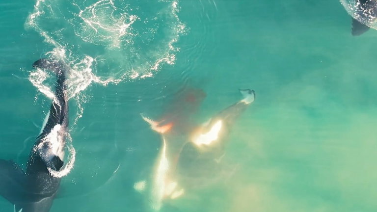 Un terrorífico asesinato en el mar: la lucha de un gran tiburón blanco contra tres orcas se vuelve viral