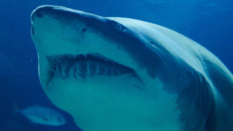 El tiburón blanco podría ser más letal de lo que pensamos: sería capaz de cambiar de color