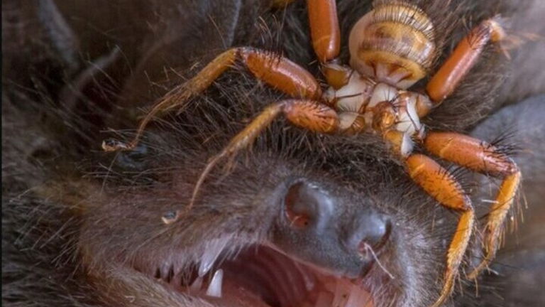 Estos parásitos vuelan con los murciélagos como si fueran jinetes: verlos juntos te quitará el sueño
