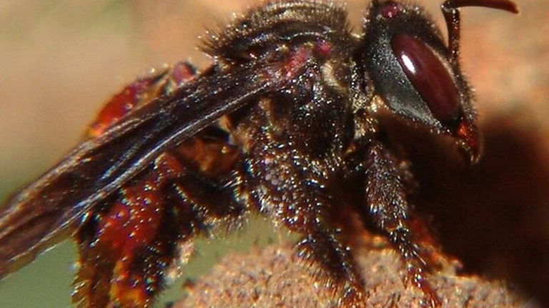 Así trabajan las abejas buitre, una especie que en lugar de flores usan cadáveres para fabricar su miel