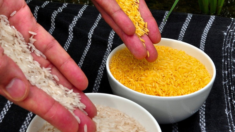 Estos cultivos de arroz "mutante" potencian la fotosíntesis y producen más alimento con menos fertilizante
