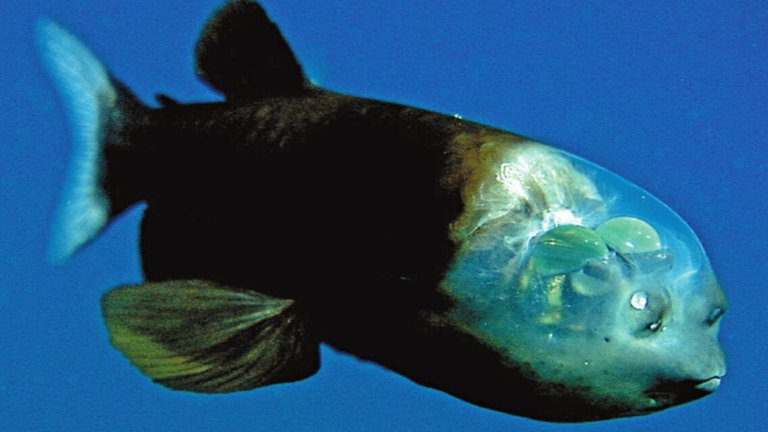 Este extraño pez tiene un rostro espeluznante: es totalmente transparente y expone el cerebro a simple vista