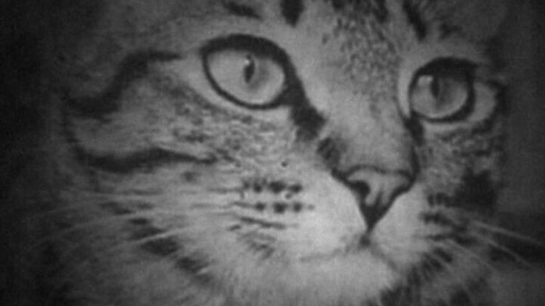 Parece una foto, pero no lo es: este adorable retrato de un gatito ha sido creado con rayos láser