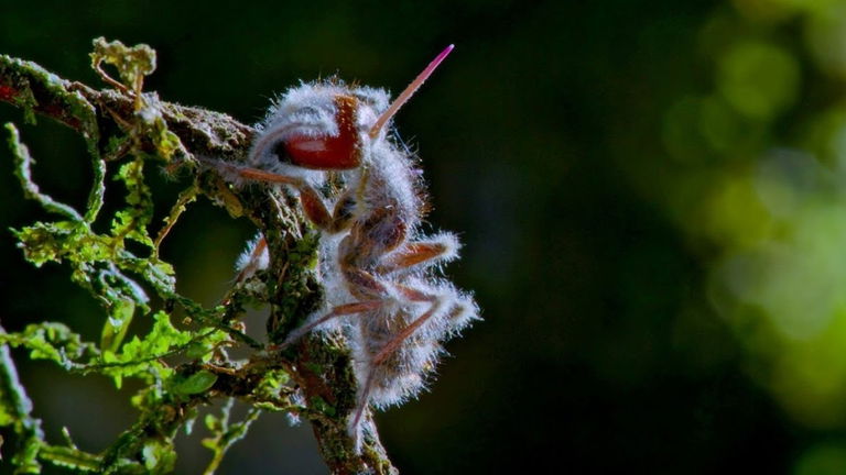La verdad detrás de este espeluznante vídeo de un insecto zombi infectado por un hongo que controla el cerebro
