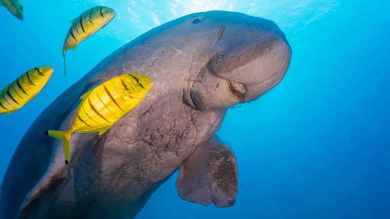 Ya no quedan "sirenas" en el mar: estos bellos animales que deben su nombre al mito son declarados extintos