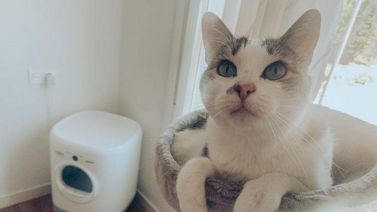 Así vive un gato del siglo XXI: estos son los dispositivos inteligentes que se utilizan en casa de Dina