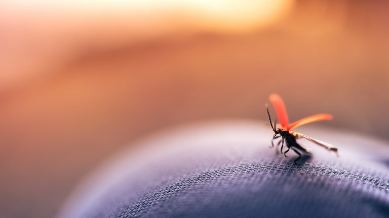 La ciencia detrás de las picaduras de mosquito: tu grupo sanguíneo, el sudor, la ropa y otros factores clave