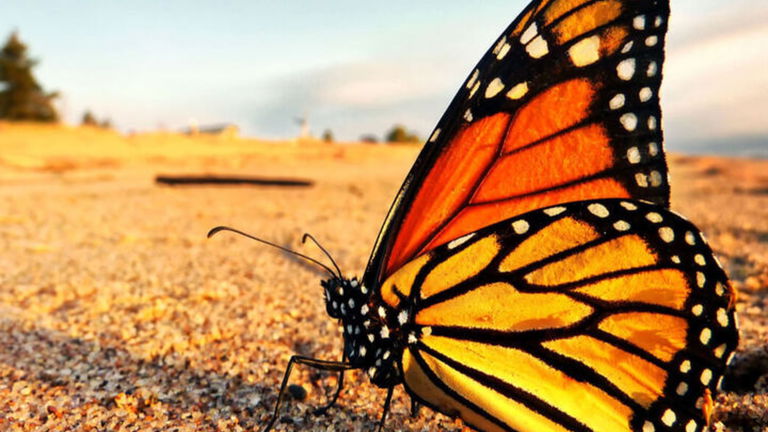 Esta mariposa está ahora en peligro de extinción, y es un caso particular por el que deberíamos preocuparnos