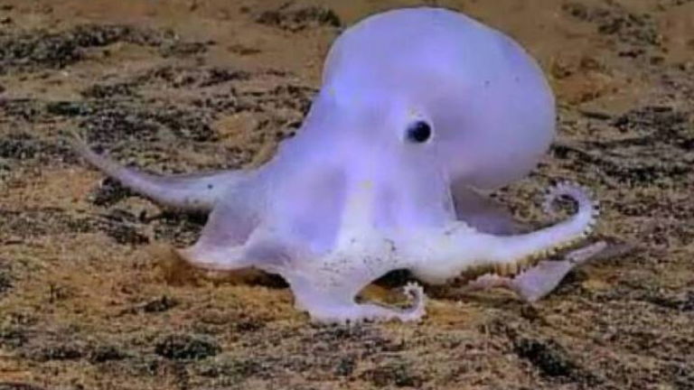Este es Casper, el adorable pulpo fantasma que demuestra que no todo son monstruos en el fondo del mar