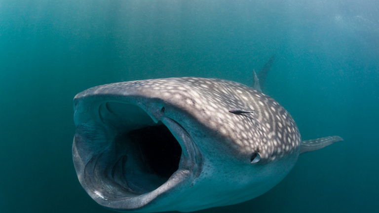 Este gigantesco tiburón es el rey de los mares, pero esconde un secreto que nadie ha podido desvelar