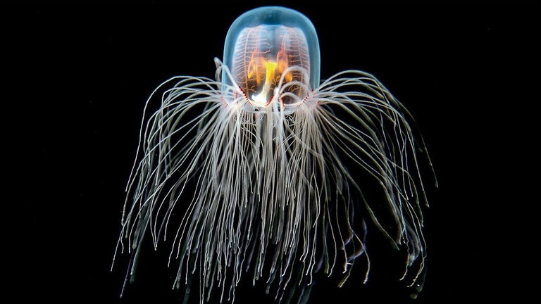 Un equipo de científicos españoles ha descubierto los secretos de la legendaria medusa inmortal