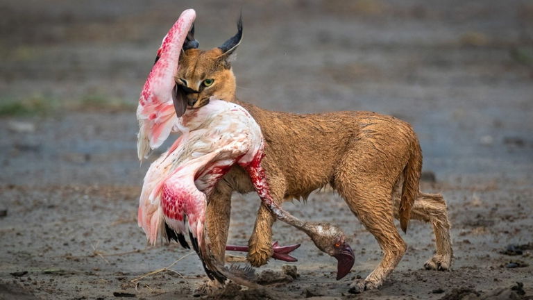 Estos fotógrafos querían capturar el lado más bello de la naturaleza: sus fotos demuestran que lo han logrado