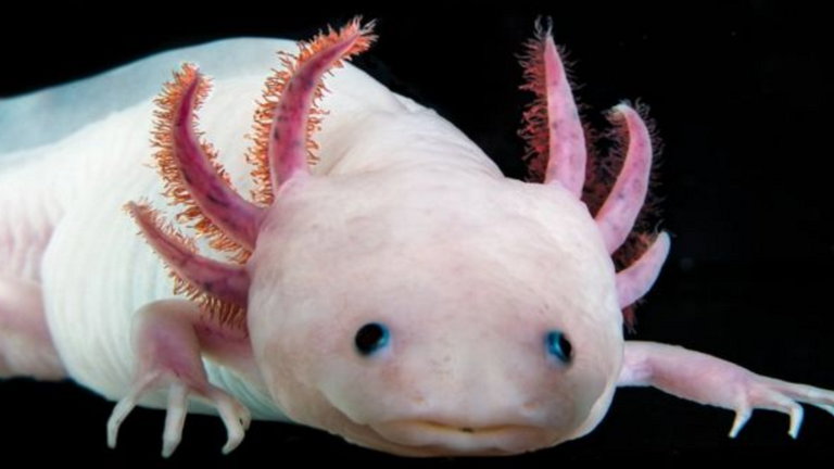 Esta curioso animal tiene una capacidad de curación fascinante, puede incluso regenerar su propio cerebro