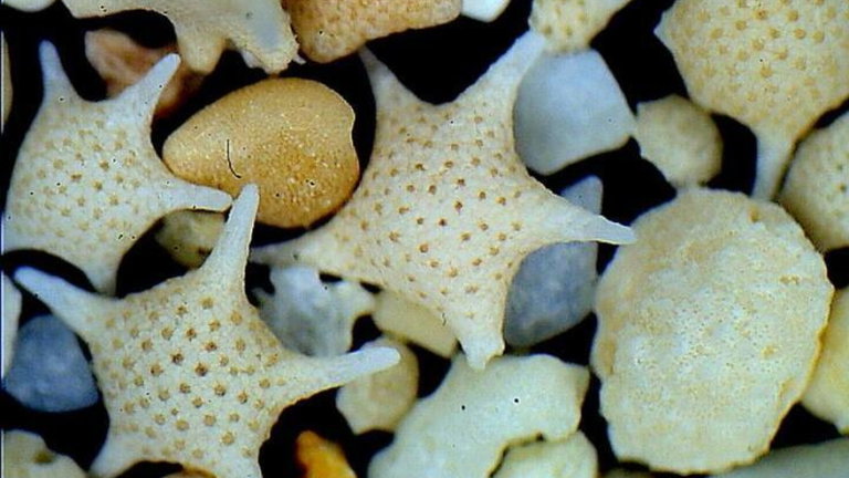 No es arena, son esqueletos de hace millones de años: el misterio detrás de las playas "estrelladas" en Japón