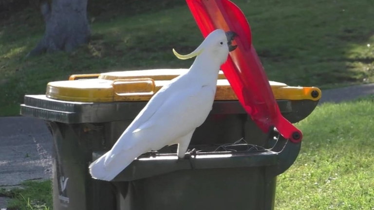 Australia se enfrenta al ataque de las cacatúas inteligentes: saben cómo abrir los contenedores de basura