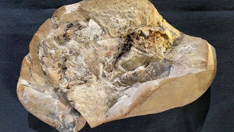 Un corazón con más de 380 millones de años: este fósil ha dejado atónitos a los expertos