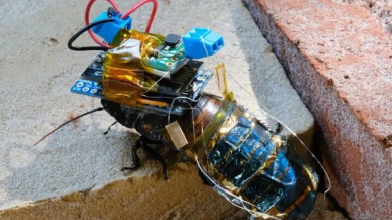 Mitad cucaracha, mitad robot: estos insectos cyborg funcionan con energía solar, y tienen una misión crucial