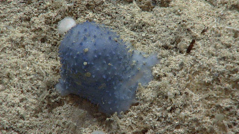 Hemos encontrado este extraño moco azul en el fondo marino, y los científicos no tienen ni idea de qué es